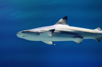 Shark Attacks on Humans Aren’t Always What They Seem, Scientists Say