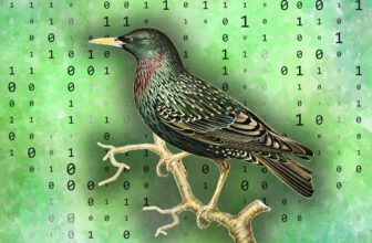 how one YouTuber taught a starling to store and retrieve data