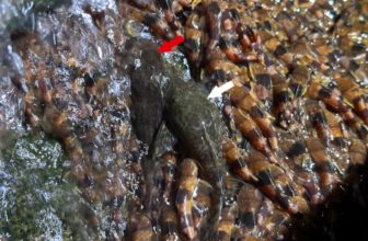 Unprecedented Video Shows Catfish Climbing Straight Up a Waterfall