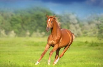 The Genetic Trick That Helped Humans Ride Horses