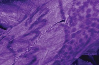 Impossibly Intricate Tattoos Found on 2,000-Year-Old ‘Ice Mummy’