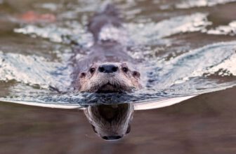 ‘Weird Looking’ Otter Poo Reveals an Unexpected Role in Parasite Control