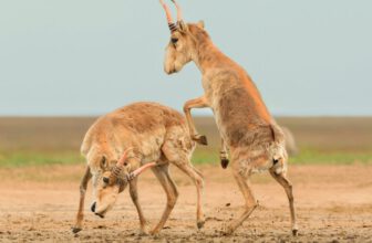 Here Are the Winners of the 2025 Wildlife Photos of the Year Contest