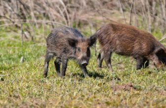 Wild Pigs in California Are Turning Neon Blue on the Inside, Officials Warn