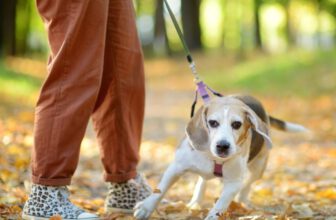 Was Your Dog Harder to Train During the Pandemic? Science Says You’re Not Alone