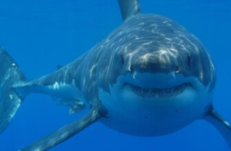 Record-Breaking Great White Shark Spent the Summer Near Popular Beaches