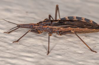 The Kissing Bug Disease Has Permanently Moved Into the U.S.